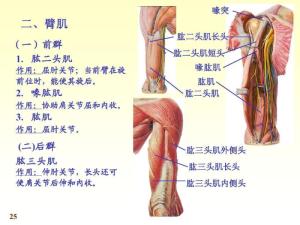 上肢肌图册