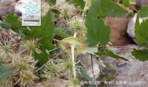 合柄铁线莲图册
