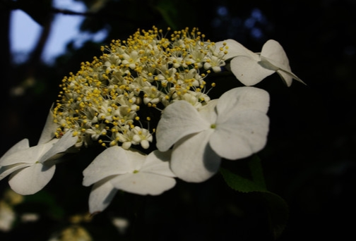 琼花