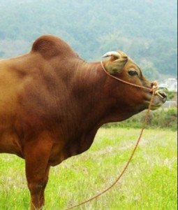 黄牛