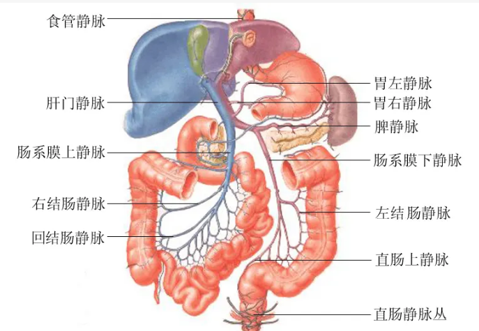 肝门静脉与上下腔静脉图片