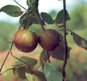 新疆野苹果