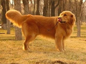 金毛寻回猎犬
