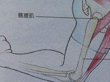 髂腰肌