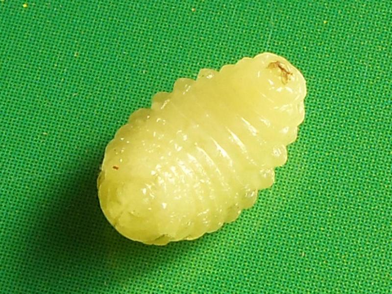 黄刺蛾的蛹图片