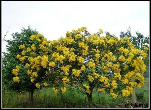 黄花槐