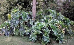 裂叶喜林芋