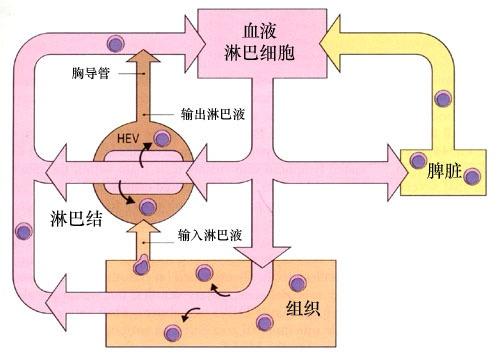 淋巴循环路径图片