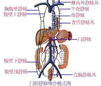 肝门静脉