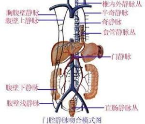 肝门静脉 - 搜狗百科