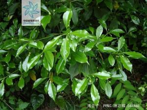 海金子全株