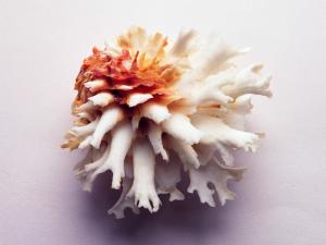 菊花偏口蛤
