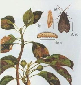 梨星毛虫生活史