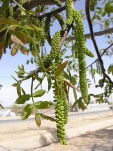 核桃花
