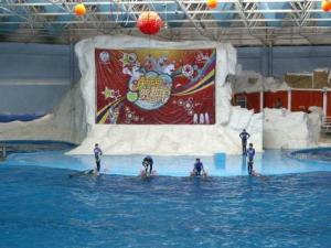 海豚表演