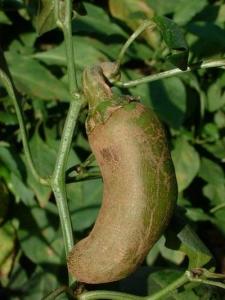 茶黄螨