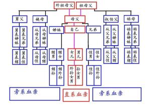 三代家族谱系图图片