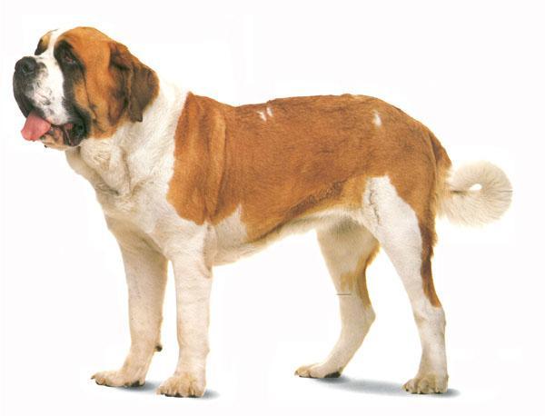 saint bernard),别称圣伯纳犬,是阿尔卑斯山的高山搜救犬