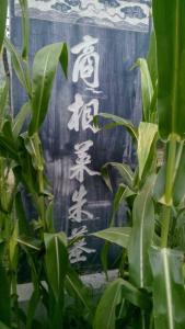 商相莱朱墓
