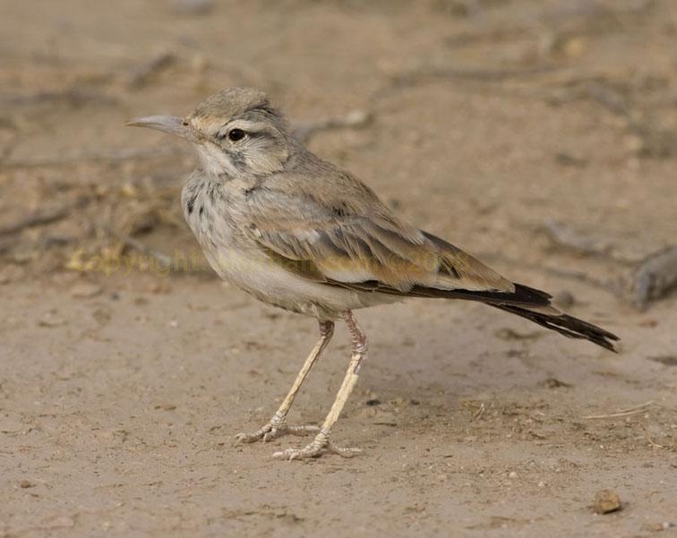 怎么样挑选小百灵鸟 0