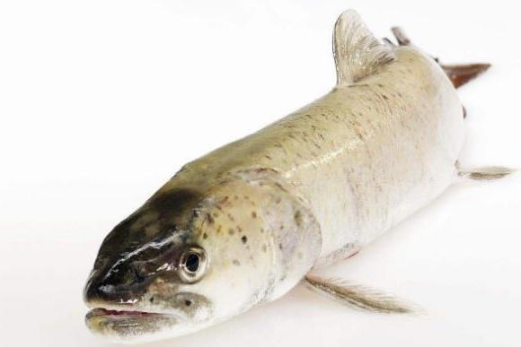 哲罗鲑 鲑科 哲罗鱼属冷水性的淡水食肉鱼类 搜狗百科