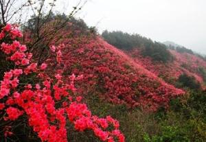 魅力景区
