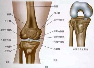 膝关节