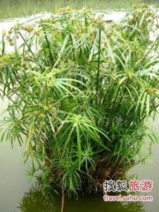 纸莎草