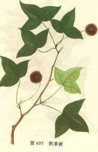 枫香树