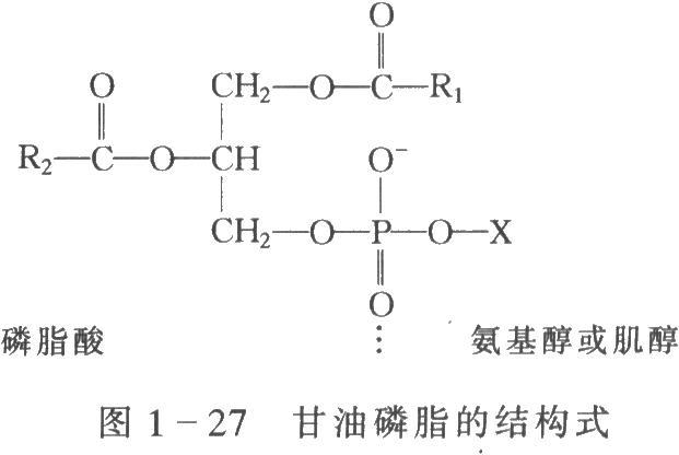 磷脂酰甘油结构式图片
