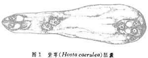 胚囊