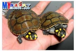 黄斑侧颈龟