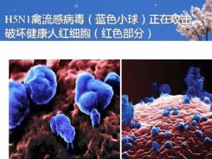H5N1禽流感