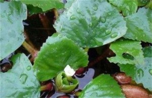 菱角