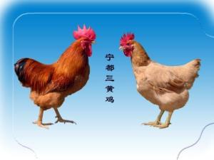 宁都特产及美食