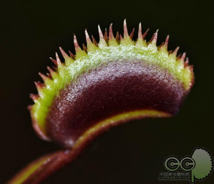 红色食人鱼捕蝇草