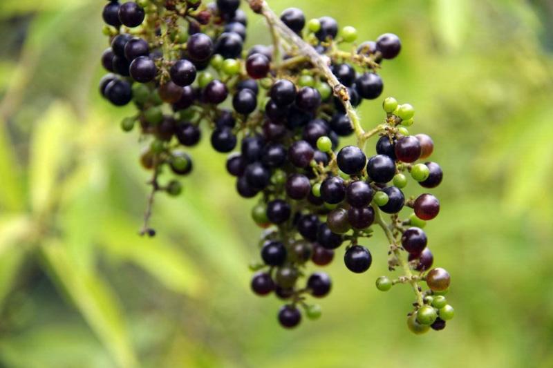 野葡萄 中草药 搜狗百科 野葡萄 中草药 搜狗百科