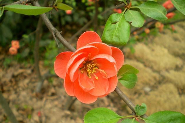 海棠花 蔷薇科苹果属植物 搜狗百科