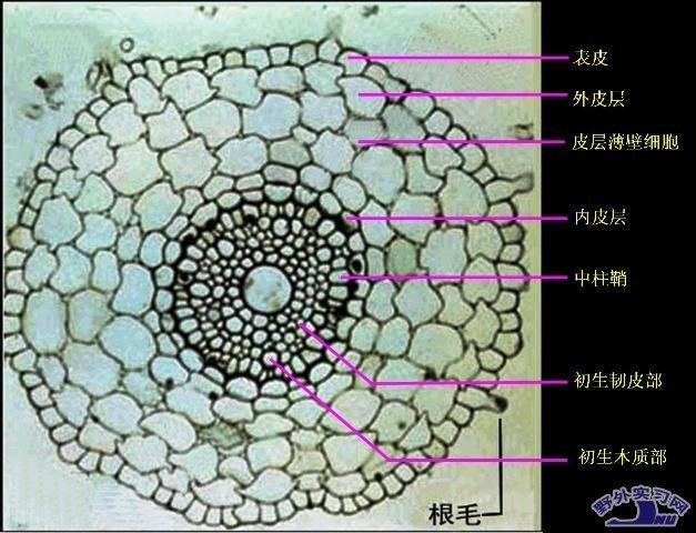 薄壁组织细胞图片