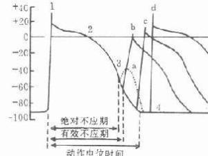 不应期