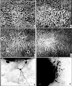 是动物体内能动的,收缩性的细胞的总称.