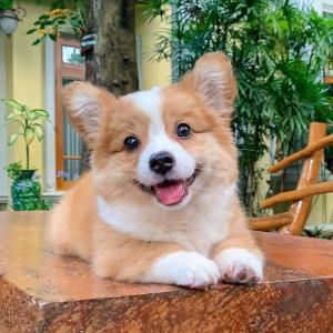 威尔斯柯基犬