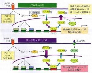 转录因子及其激活方式