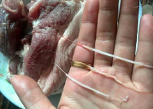 猪肉绦虫