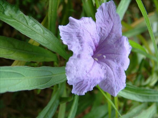 蓝花草 玄参科蝴蝶草属植物 搜狗百科