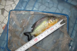 食人鲳