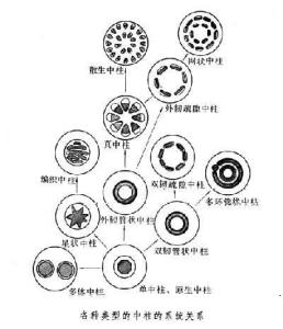 各种围观植物的中柱