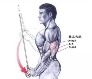 肱三头肌