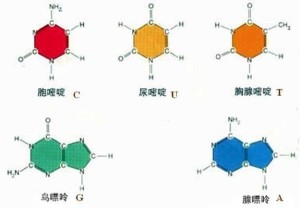 5种碱基