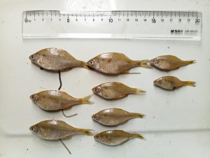 雌鱼